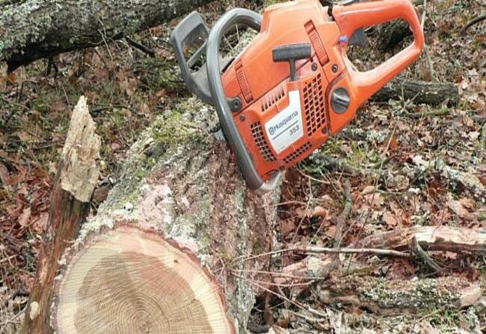 Șase bihoreni, cercetați pentru tăiere ilegală și furt de arbori! Doi au fost reținuți pentru 24 de ore