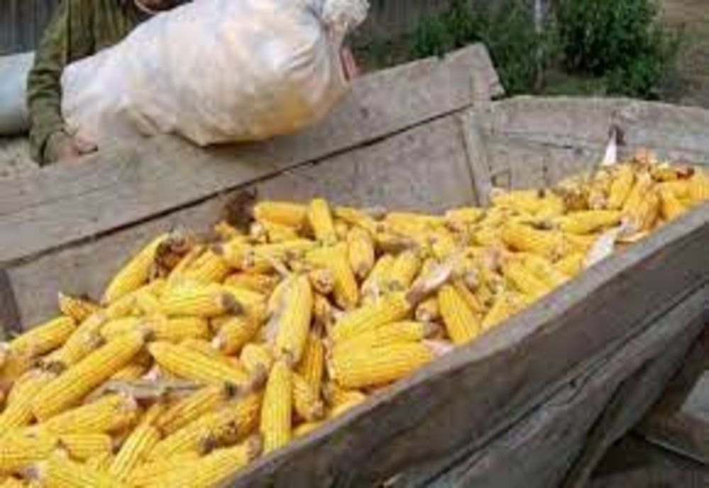 UE ŞI-A REDUS ESTIMĂRILE PRIVIND PRODUCŢIA DE PORUMB DIN ROMÂNIA PÂNĂ LA 3,83 TONE/HECTAR