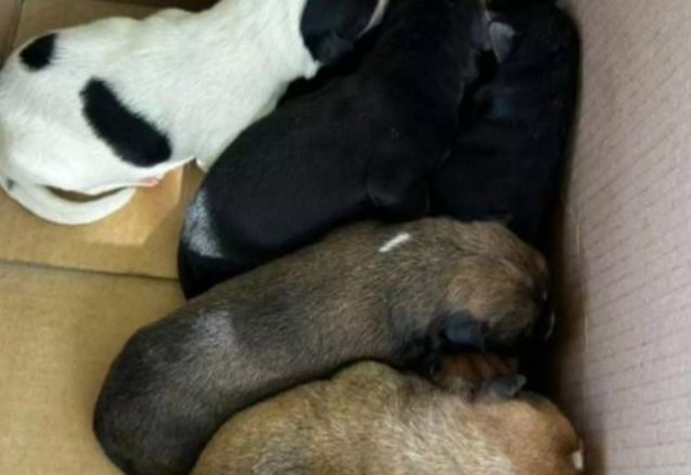 Un bihorean, amendat cu 17.000 de lei, după ce a abandonat pe stradă 7 căței