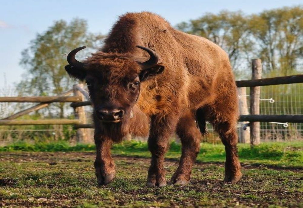 WWF România: 14 zimbri au fost aduşi din Germania şi Suedia în Munții Țarcului