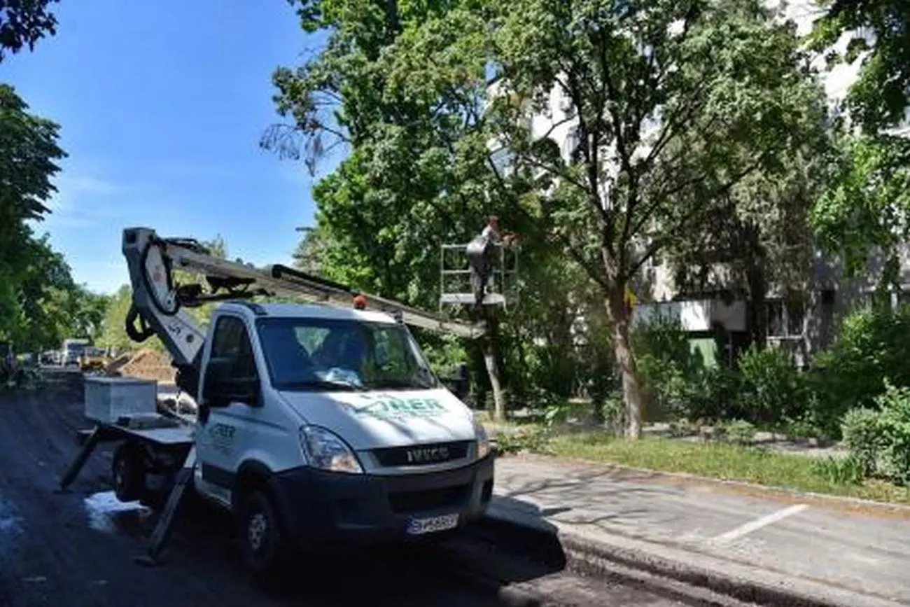 Tăieri și toaletări de arbori în Oradea, în perioada 5-9 octombrie. Vezi zonele unde se intervine