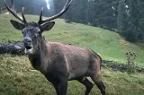 Alarmă falsă pe munte. Salvamontiștii explică de ce zgomotele terifiante nu indică mereu prezența unui urs | VIDEO