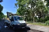Tăieri și toaletări de arbori în Oradea, în perioada 5-9 octombrie. Vezi zonele unde se intervine