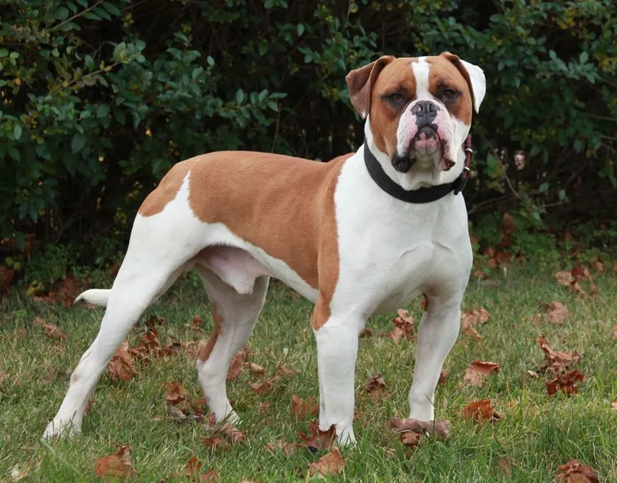 bulldog