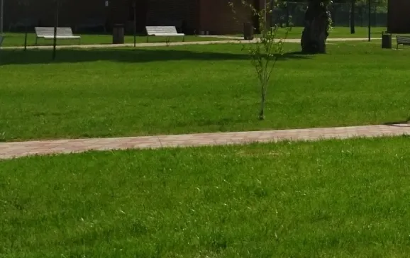 Iarba_verde
