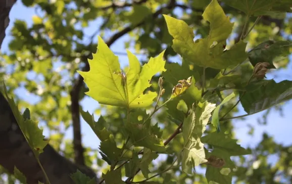 platanus