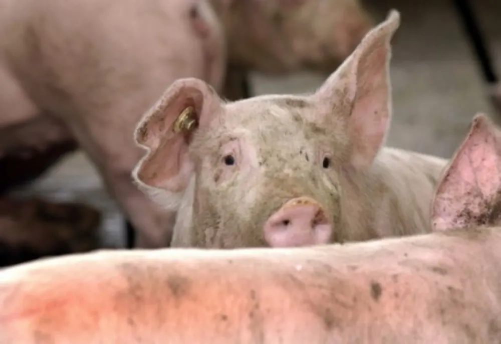 ANSVSA. Situația la zi în privința evoluţiei Pestei Porcine Africane 