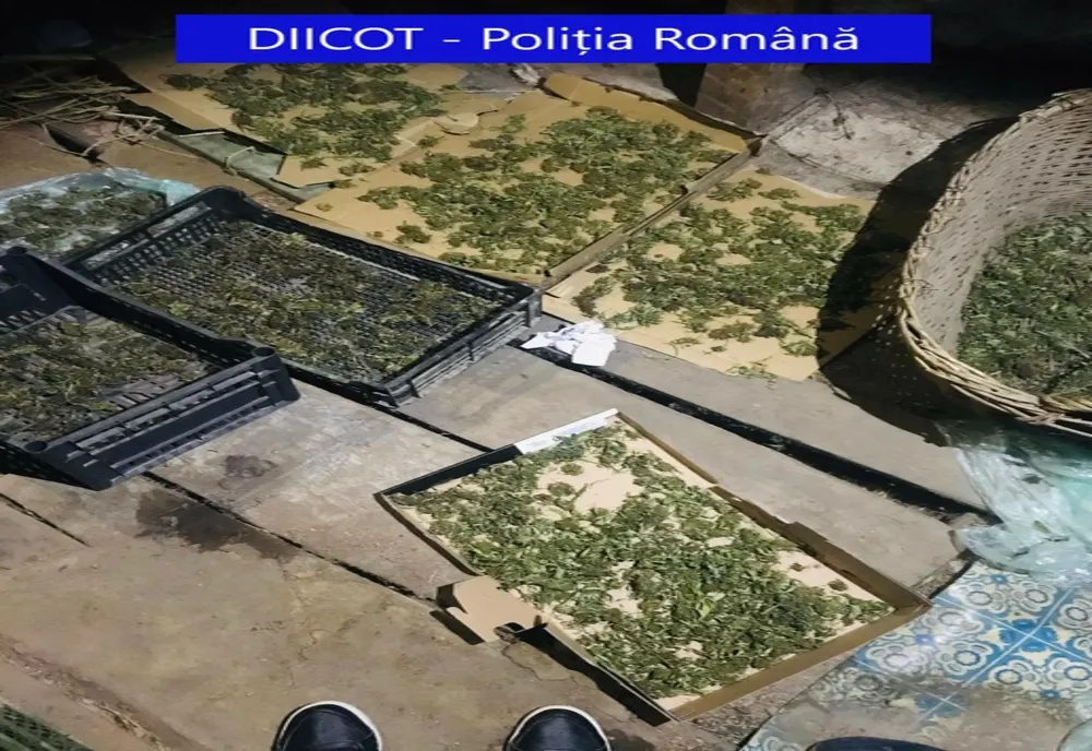 FOTO | Captură de droguri la Beiuș! Un bărbat a fost reținut