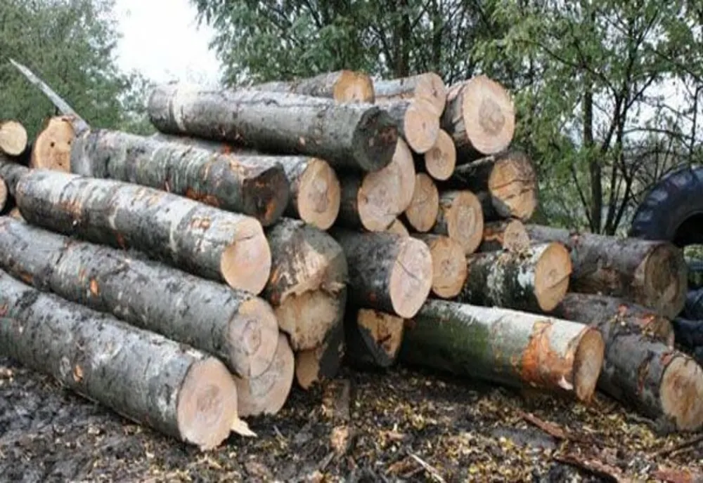 Controale pe linie silvică, în Bihor! Două firme au rămas fără aproape 700 mc de lemn și au fost amendate drastic