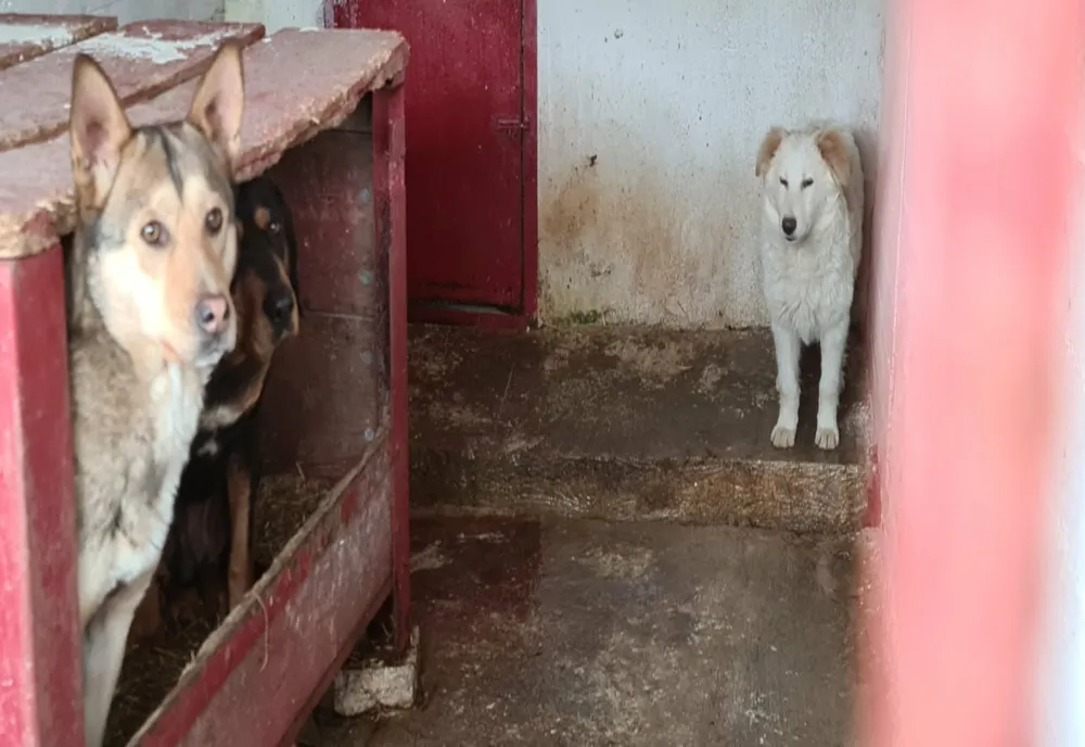 La adăpostul de câini din Oradea nu sunt respectate condițiile de deținere a animalelor, de igienă, hrană și îngrijiri medicale