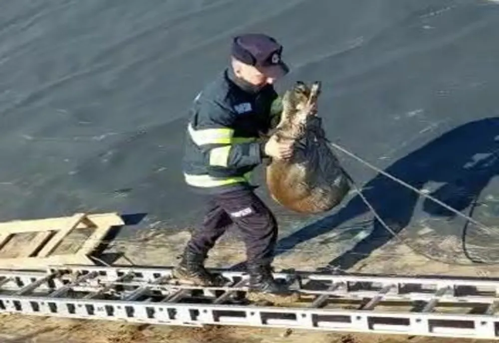 Misiune de salvare a unei căprioare, în Oradea (FOTO)