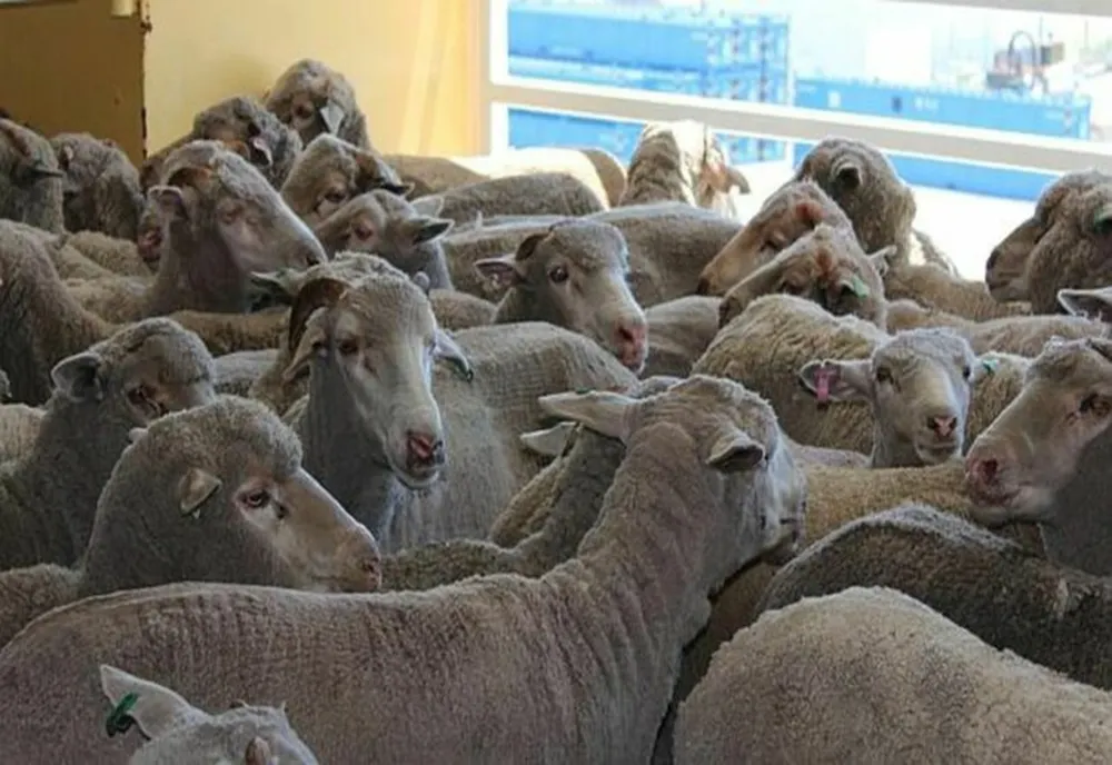 Bihorean reţinut după ce a furat oi din mai multe saivane