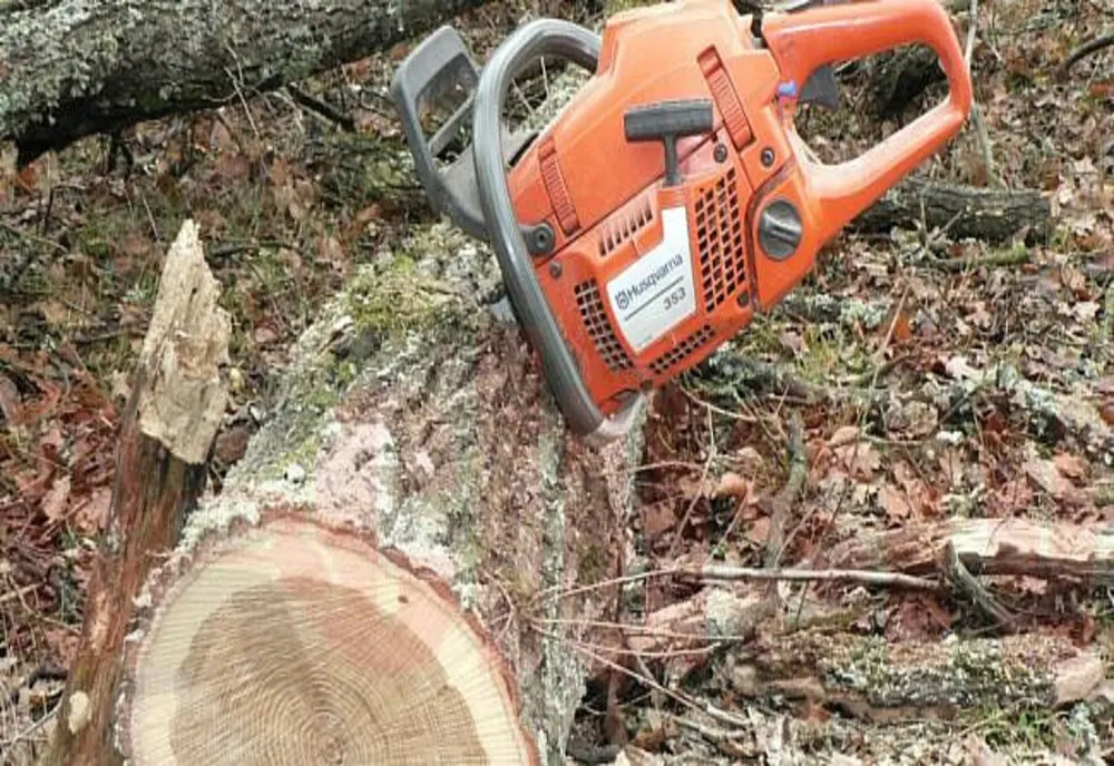 Șase bihoreni, cercetați pentru tăiere ilegală și furt de arbori! Doi au fost reținuți pentru 24 de ore
