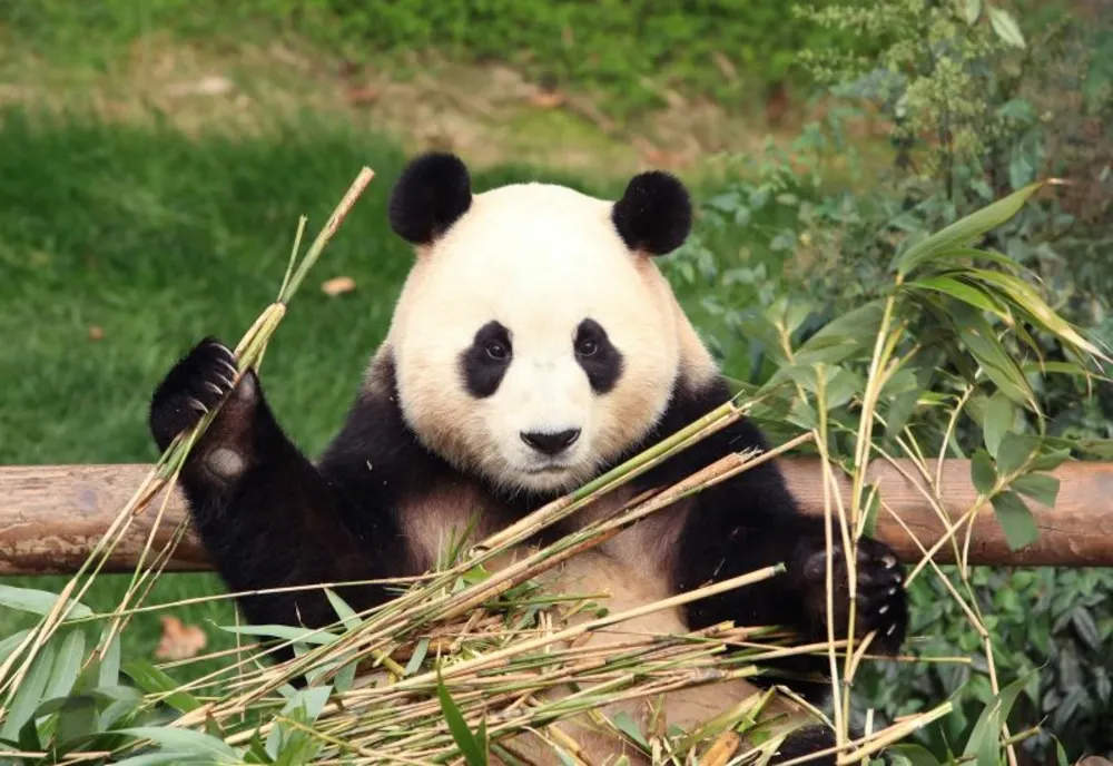 Petrecere de adio pentru Fu Bao, primul panda uriaş născut în Coreea de Sud