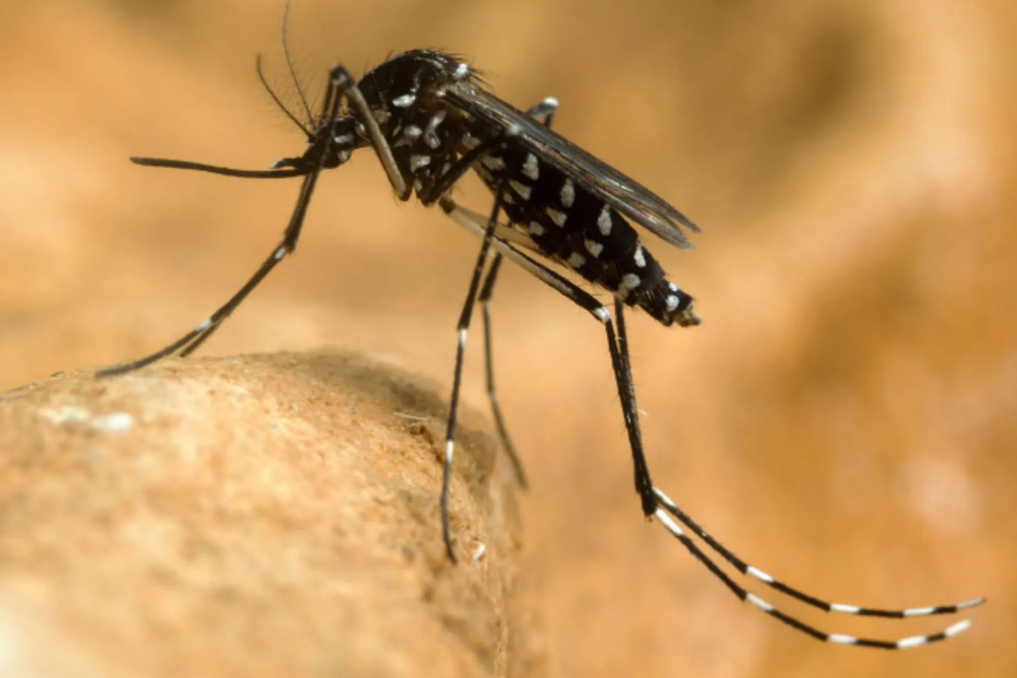 Virusul West Nile