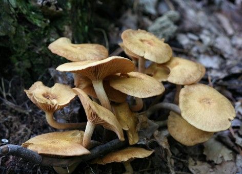 honey_mushrooms_fungi_fungus_toadstool_forest_natural_season_wild-1146651.jpg!s