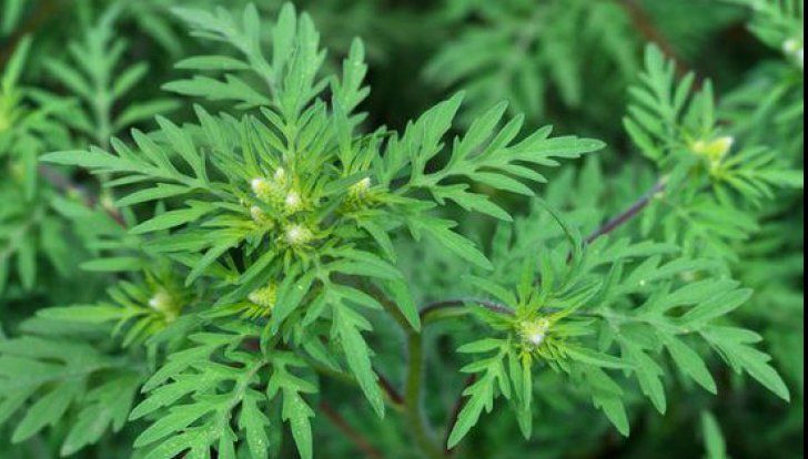 ambrozie-cum-arata-ambrozia_82126200