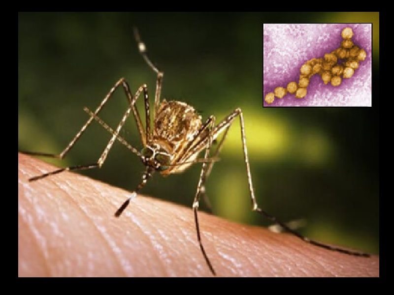 West-Nile-Virus