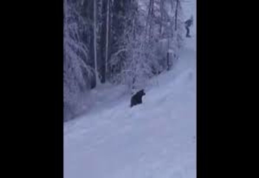 Ministerul Mediului relochează în Bihor urşii care se plimbă pe pârtia de la Predeal