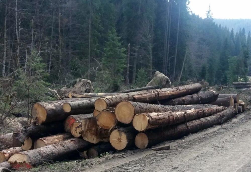 Localnici prinși în flagrant de polițiști în timp ce tăiau, ilegal, arbori din pădure