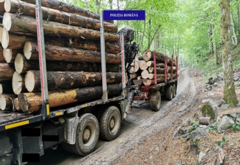 Peste 22 de metri cubi de lemn rotund de diferite specii, fără documente legale, confiscați de polițiștii bihoreni