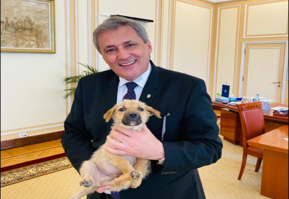 Ministrul de Interne anunță înființarea Poliției Animalelor