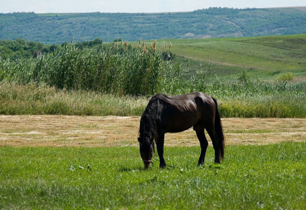 Bărbat reţinut după ce a încercat să vândă mai mulţi cai | Cum i-a păcălit pe clienţi