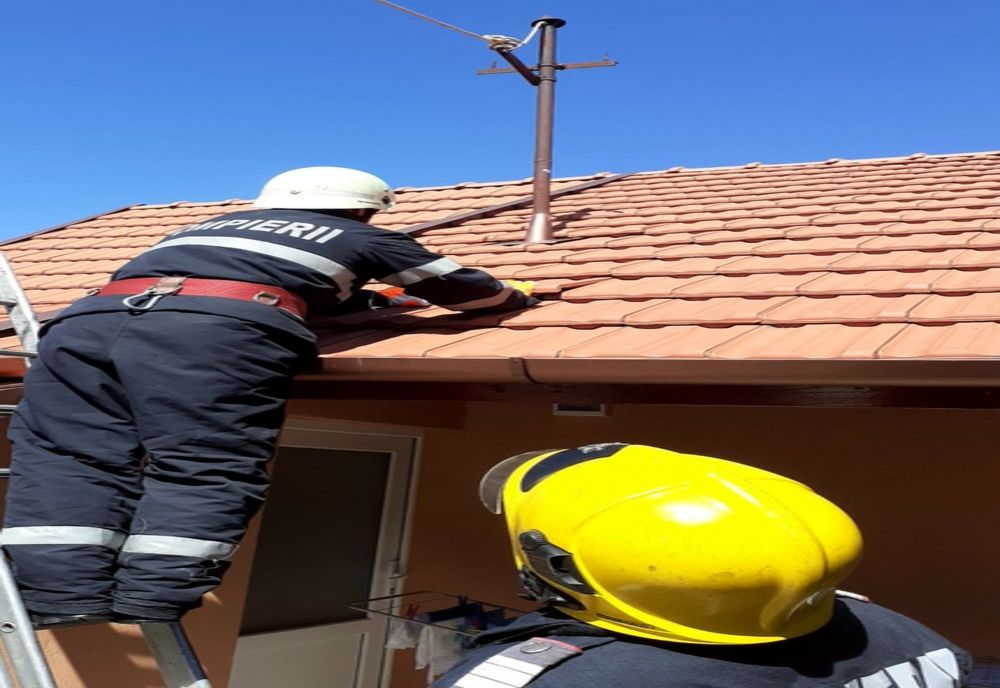 FOTO | Un pui de pisică a fost salvat vineri, de pompierii salontani