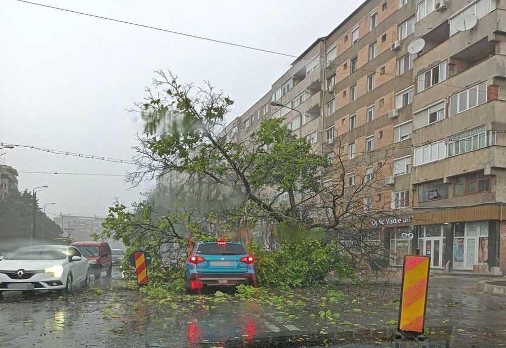 Mai mulți copaci, doborâți de vânt în Bihor