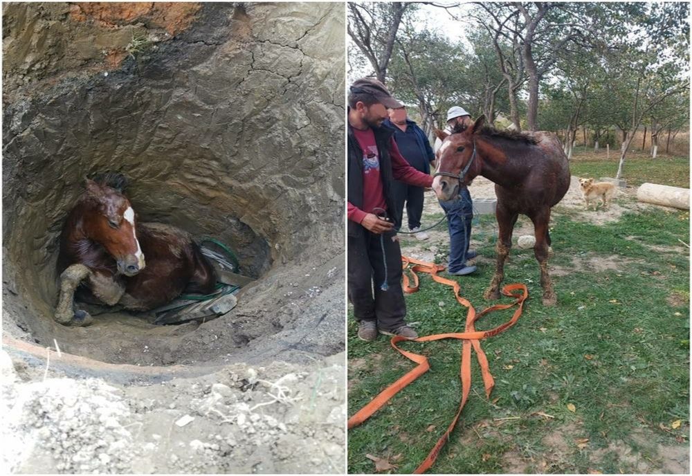 Mânz salvat de pompierii bihoreni după ce a căzut într-un puţ adânc de 4 metri (FOTO)