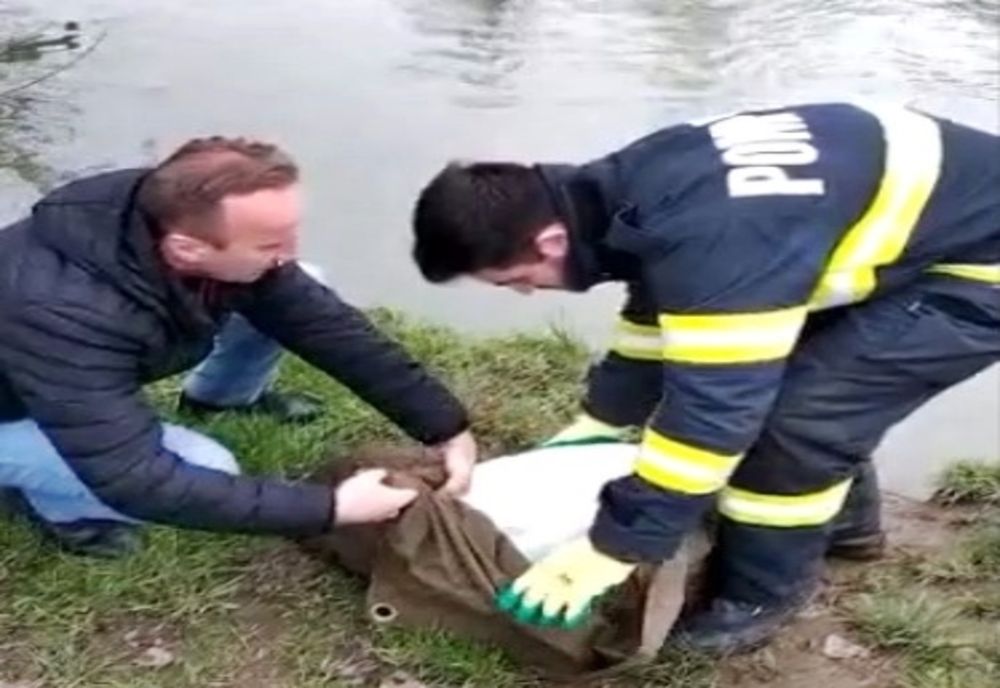 VIDEO: Lebădă epuizată și în imposibilitatea de a-și lua zborul, salvată de pompierii bihoreni