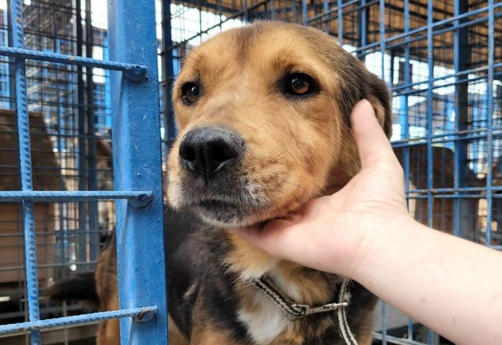 Bihor: Bătrân fără suflet! A ucis câinele vecinei sale cu o furcă şi a încercat să îi dea foc altuia