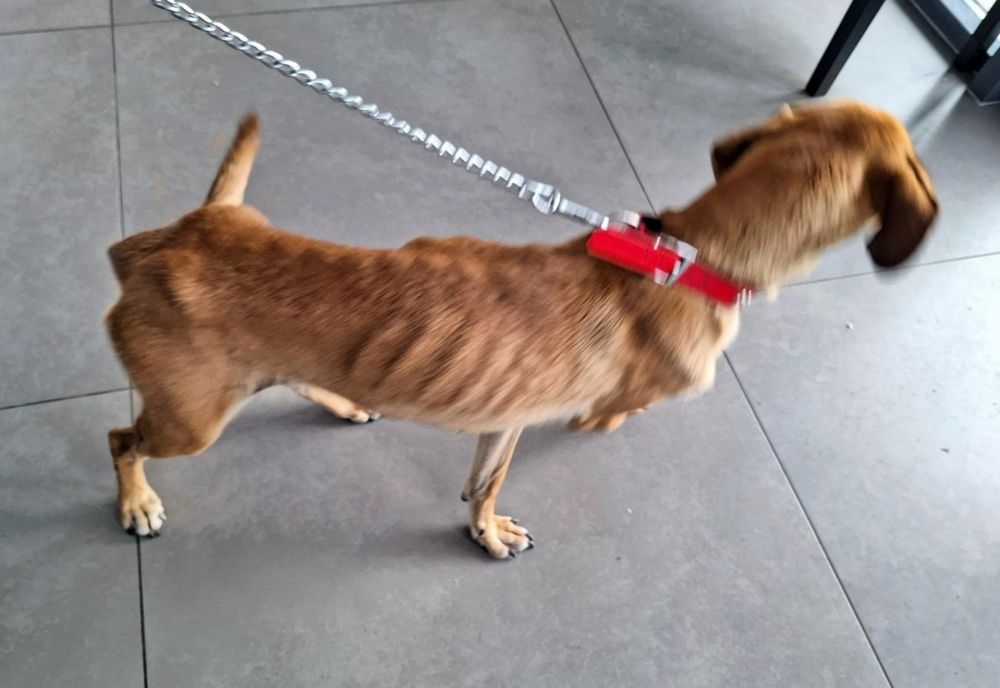 Cățelușă, lăsată fără apă și fără hrană de către stăpân! Bărbatul a fost amendat drastic de polițiștii de la Protecția Animalelor