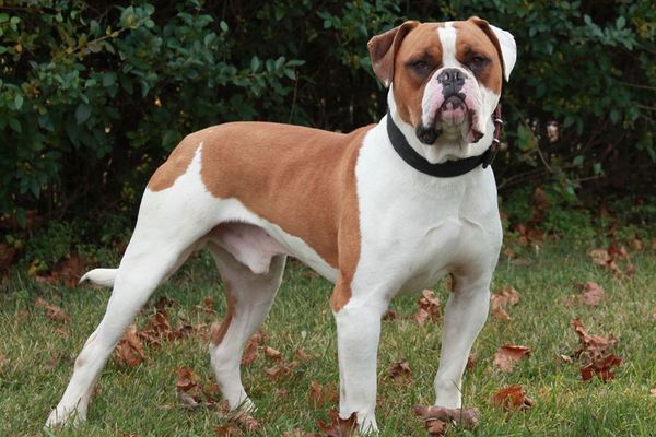 Amendat pentru propriul câine