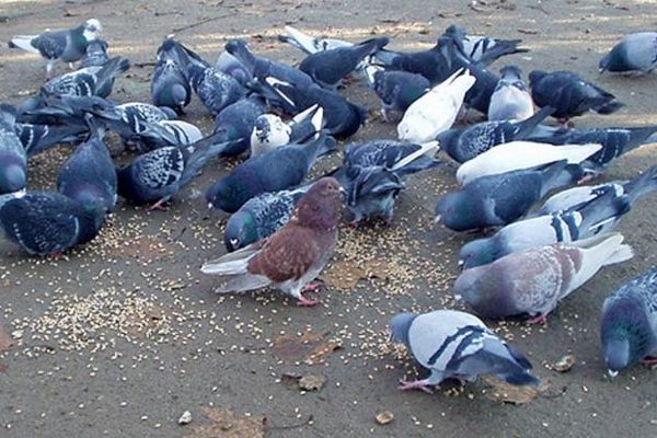 Amenzi pentru orădenii care hrănesc pisici și porumbei