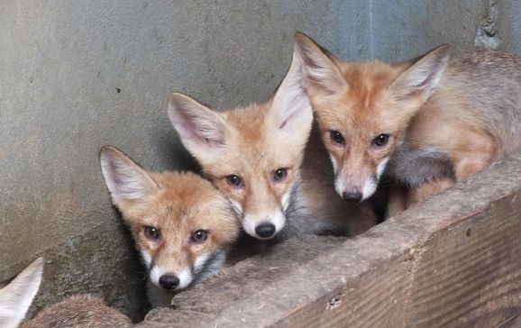 Familie de vulpi roșcate donate Grădinii Zoologice Oradea