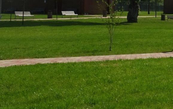 Solicitare a Primăriei Oradea: cetățenii au obligația să execute lucrări de cosit iarba în spațiile verzi pe care le administrează