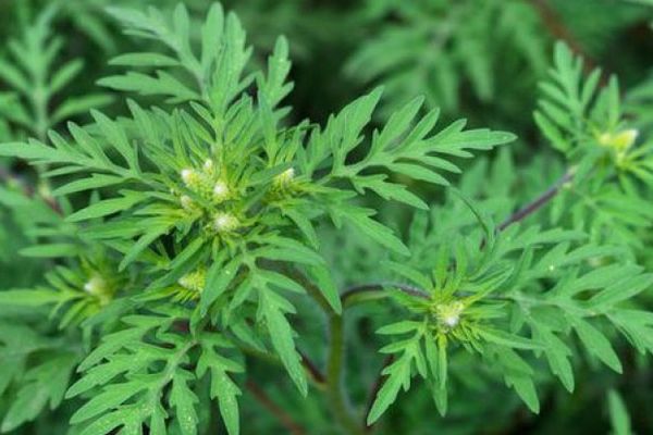 Apel pentru distrugerea ambroziei