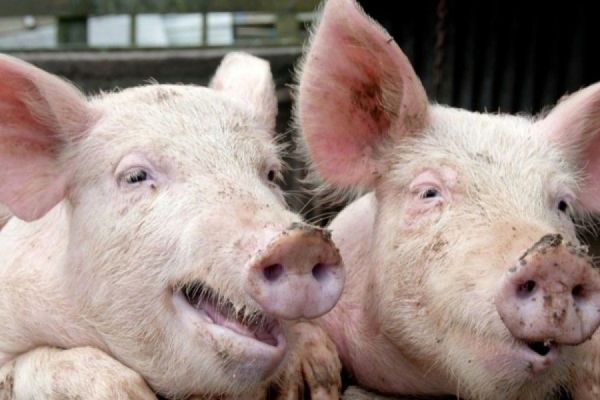 Un nou focar de pestă porcină africană confirmat în județul Bihor