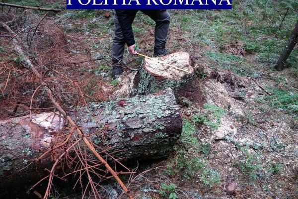 Delict silvic constatat de polițiștii beiușeni