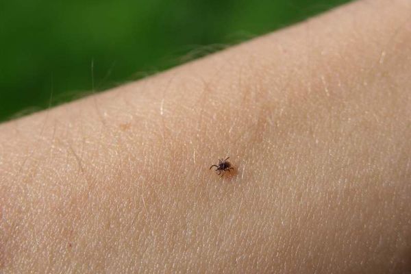 Atenție la țânțari și căpușe! Măsuri de protecție