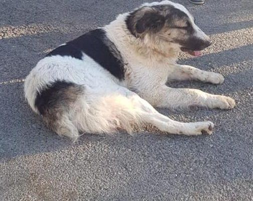 Câine rănit, blocat într-un gard, salvat de pompierii beiușeni AUG. 21