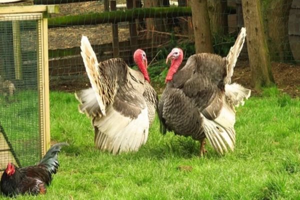 ALERTĂ SANITARĂ, în România! Doar 40 de kg de carne de CURCAN, din cele 17 tone din Ungaria, au fost retrase