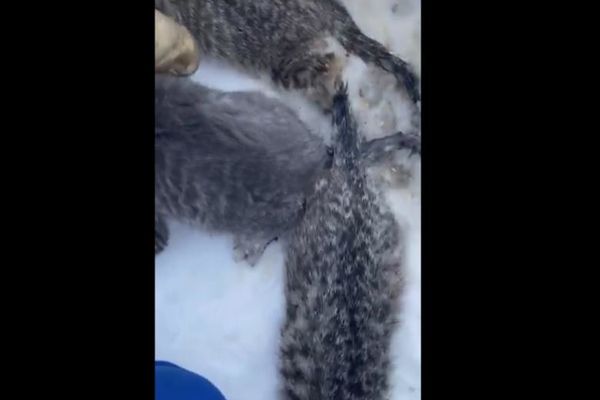 VIDEO EMOȚIONANT - Pisicuțe înghețate salvate cu cafea caldă