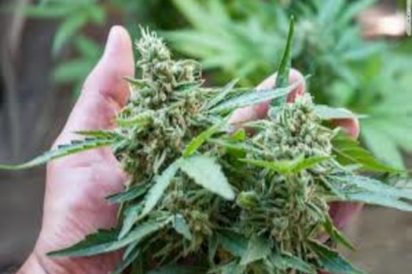 Cultură de cannabis descoperită în Oradea