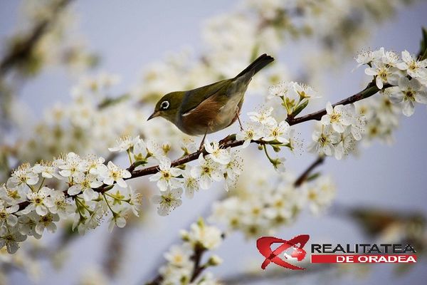 REALITATEA DE ORADEA UREAZĂ TUTUROR FEMEILOR “LA MULȚI ANI!”