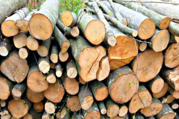 Firmă din Bihor, care a expediat lemn de foc fără documente legale, amendată cu 5.000 lei! Marfa, confiscată valoric