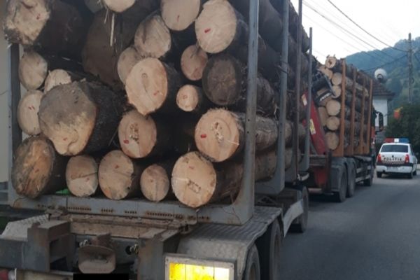 Circa 40 mc de lemn, transportat ilegal de un șofer din Maramureș, confiscați de polițiștii bihoreni! Firma amendată drastic