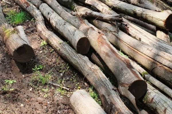 Firmă de exploatarea lemnului din Tileagd, "păgubită" cu peste 18.000 de lei de polițiști