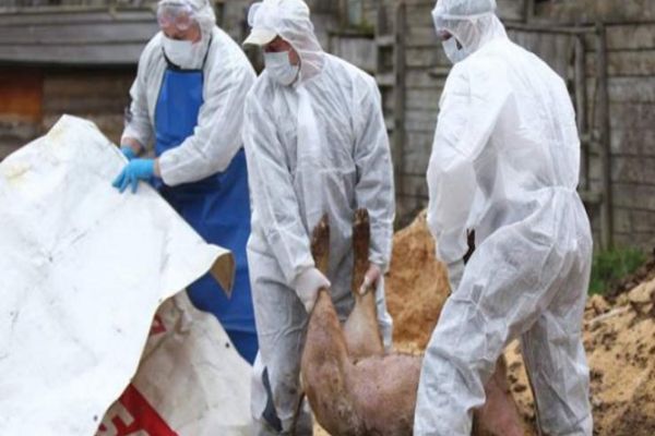 Trei focare de PPA, depistate în Bihor